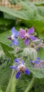 Borage flowers in blue and pink Royalty Free Stock Photo