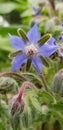 Borage flowers in blue Royalty Free Stock Photo