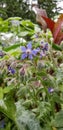 Borage flowers in blue Royalty Free Stock Photo