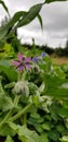 Borage flowers in blue and pink against cloudy sky Royalty Free Stock Photo