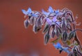 Borage flowers / blue star flowers Royalty Free Stock Photo