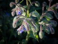 Borage flowers closeup Royalty Free Stock Photo