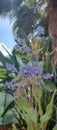 Borage Flowers edibles plant