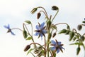 Borage flowers (starflower) Royalty Free Stock Photo