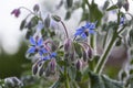 Blue Borage Flowers Royalty Free Stock Photo