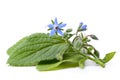 Borage Royalty Free Stock Photo