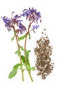 Borage Herb