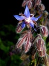 Borage Herb flowering