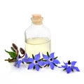 Borage Herb Flowers for Aromatherapy Essential Oil Royalty Free Stock Photo