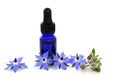 Borage Herb for Plant Based Herbal Medicine