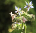 Borage Herb Macro