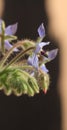 Borage Herb Macro vertical