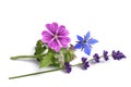 Borage mallow and lavender Royalty Free Stock Photo