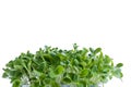 Borage microgreens isolated on white background. Green banner.