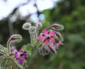 Borage officinalis pink flower in a garden.Borago officinalis, also known as a starflower, is an annual herb in the flowering Royalty Free Stock Photo