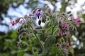 Borage officinalis pink flower in a garden.Borago officinalis, also known as a starflower, is an annual herb in the flowering Royalty Free Stock Photo