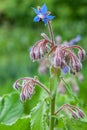 Borage officinalis Rare Blue Flower Royalty Free Stock Photo