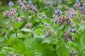 Borage officinalis Rare Blue Flower Royalty Free Stock Photo