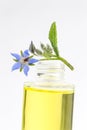 Borage oil, Borago Officinalis Royalty Free Stock Photo