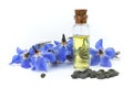 Borage oil Borago officinalis; flowers and seeds on white back Royalty Free Stock Photo
