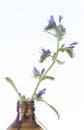 Borage oil Borago Officinalis Royalty Free Stock Photo