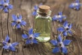 Borage oil Borago Officinalis Royalty Free Stock Photo