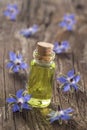 Borage oil Borago Officinalis Royalty Free Stock Photo