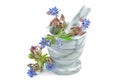 Borage in pestle and mortar