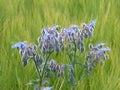 The Borage Plant Royalty Free Stock Photo