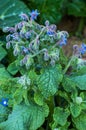 Borage plant and blossom