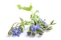 Borage plant Borago officinalis Royalty Free Stock Photo