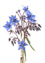 Borage plant Borago officinalis Royalty Free Stock Photo