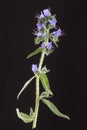 Borage plant Borago officinalis isolated on white background Royalty Free Stock Photo