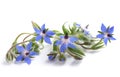 Borage Borago officinalis Royalty Free Stock Photo