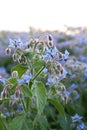 Borage plant growing in a field Royalty Free Stock Photo