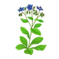 Borage Plant Colored Detailed Illustration