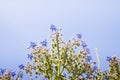 Borage plants with blue flowers Royalty Free Stock Photo