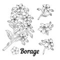 Borage or starflower herb. Branches with leaves and flowers. Vector botanical design elements. Hand drawn line art