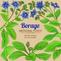 Borage vector frame