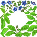 Borage vector frame