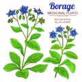 Borage vector set