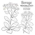 Borage vector set