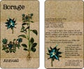 Borage Vintage Seed Packet