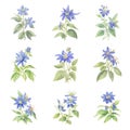 Borage.Watercolor set of blue flowers on a white background. Vector illustration. Royalty Free Stock Photo