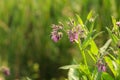 Boraginaceae, the borage plant