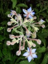 Borago. cucumber grass, borage. Blue borage, star flower in the garden, in back-light. Growing Borago officinalis Flower borago B Royalty Free Stock Photo