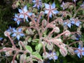 Borago. cucumber grass, borage. Blue borage, star flower in the garden, in back-light. Growing Borago officinalis Flower borago B