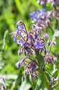 Borago flower Royalty Free Stock Photo