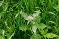 Borago flowers in grass in countryside garden. Borago blooming in sunny summer meadow. Biodiversity and landscaping garden flower