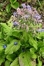 Borago a fragrant grass for salad Royalty Free Stock Photo